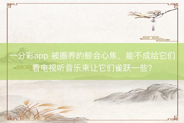 一分彩app 被圈养的鲸会心焦，能不成给它们看电视听音乐来让它们雀跃一些?